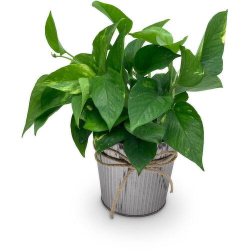 Horty Girl - Metallic Tin Pot With Tropical Plant