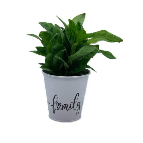 Horty Girl - White Tin Pot w/Plants Assorted