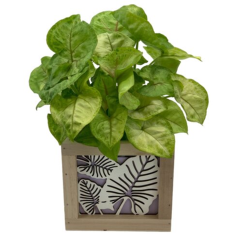 Horty Girl - Square Wood Box With Mixed Plants