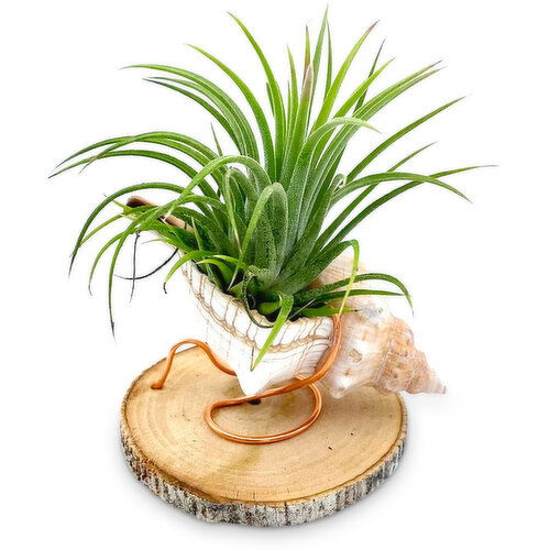 Horty Girl - Seashell Wood Base Airplant