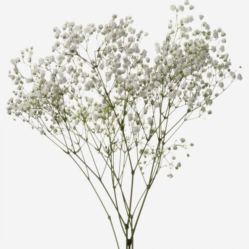 Gypsophila - 3 Stem, Baby's Breath