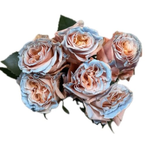 Roses - Titanic Sweet Tinted, 6 Stem