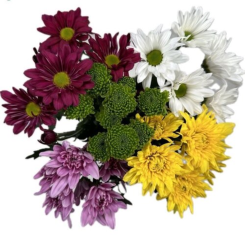 Spray Mums - Natural Mixed Spray Mums