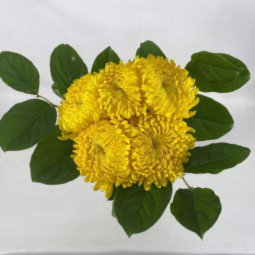 Yellow - Disbud Bunch