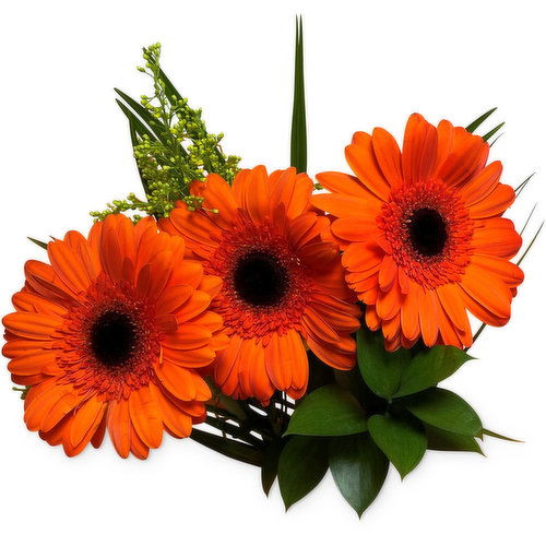 Gerbera - Germini Bouquet