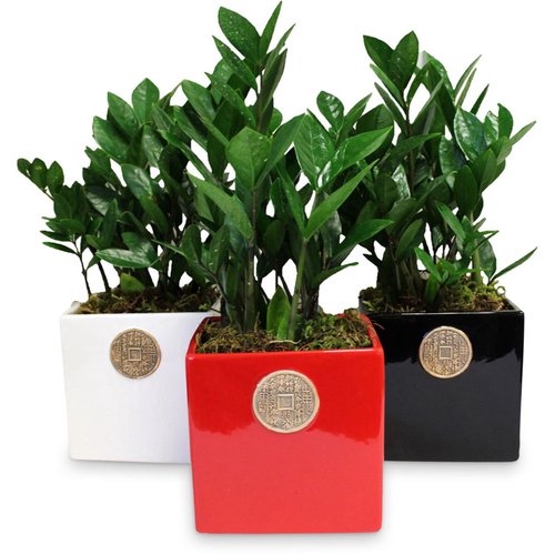 Save-On-Foods - Lucky Coin Planter