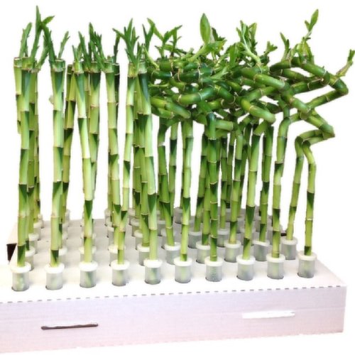 Lucky Bamboo - Mix Pack With Tubes