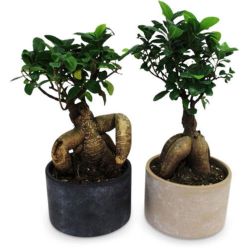 Bonsai Ficus Ginseng - in Ceramic Pot 5 inc