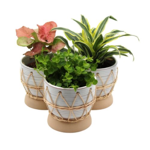 Tropicals - In Boho Pot, 4 Inch