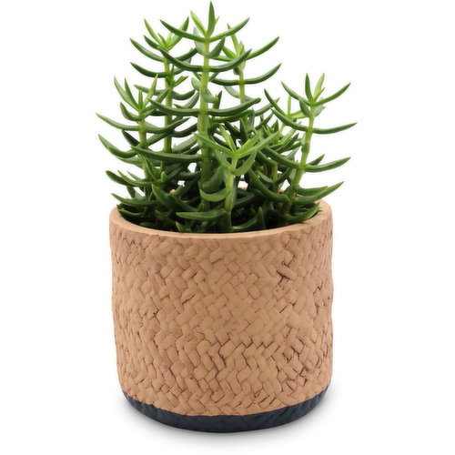 Succulent - Basketweave Planter