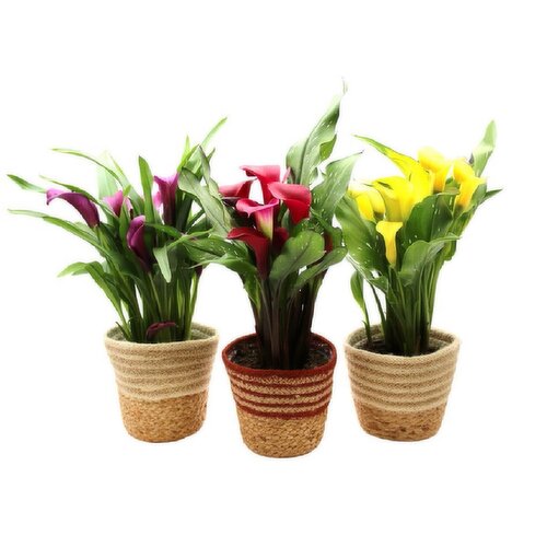 Potted Plant - Calla Lily, 4.5 Inch