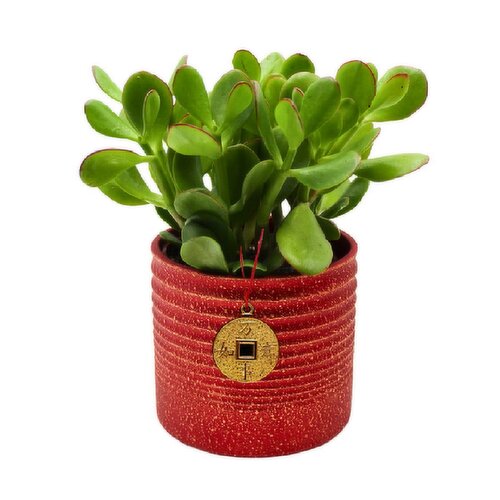 Jade - In Red Jewel Pot 4In