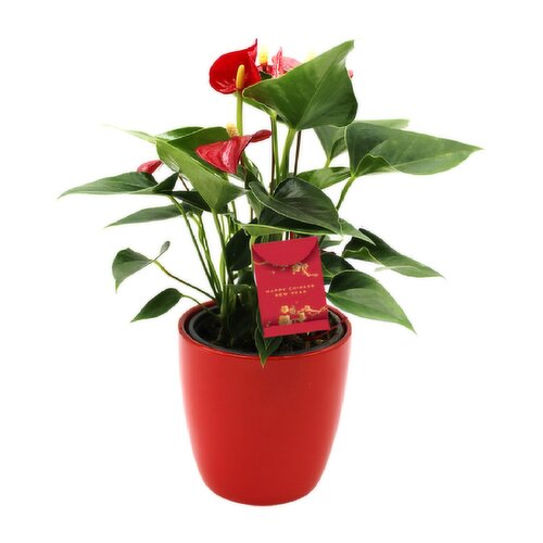 Anthurium - In Ceramic 3.5In