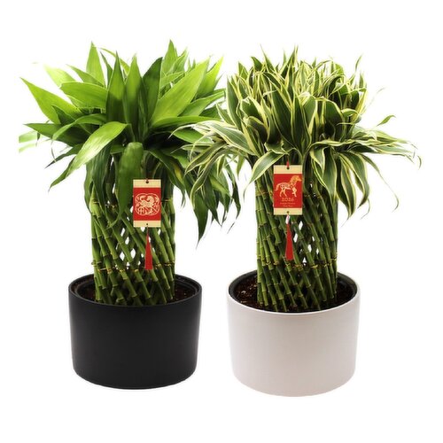Bamboo - Large Cobra, Potted In Ceramic, 8 Inch