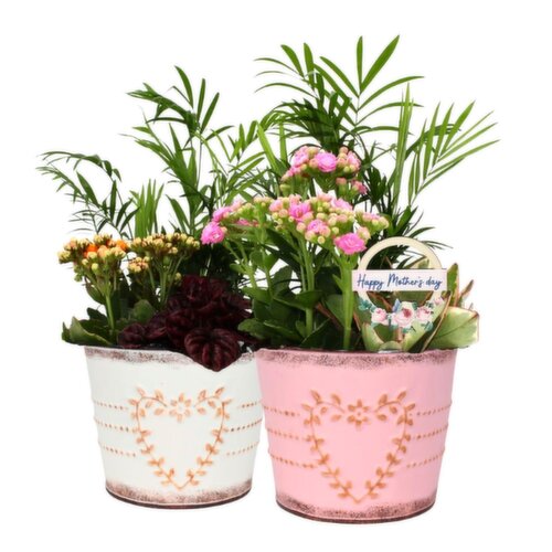 Planter - Mothers Day, 6In