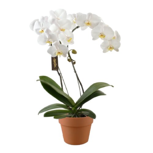 Potted Plant - White Cascade In Terracotta, 6 inch