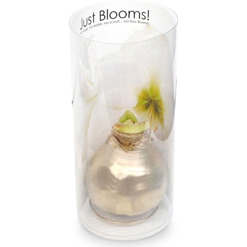 Springbrook Flowers - Floral - Waxed Amaryllis in Display Tube