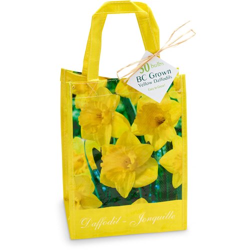 Mixed Daffodills - Narcissus Bulbs In Tote Bag 30's