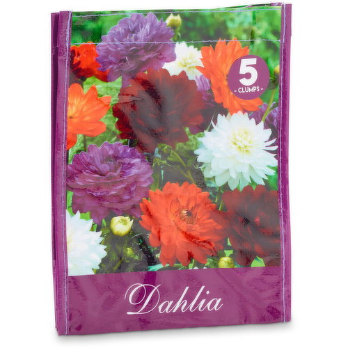 Dahlia - Bag of Bulbs Mixture