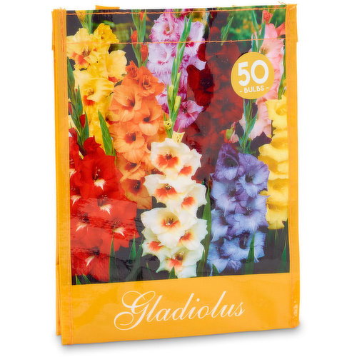 Gladiolus - Mix Bag of Bulbs Rainbow