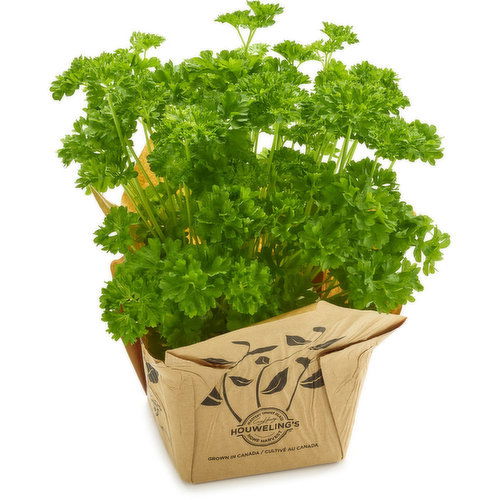 Houwelling's - Herb, Parsley - 14cm