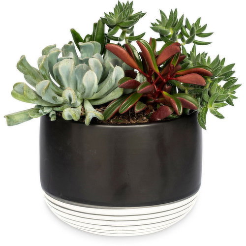 Planter - Succulent 6 inch