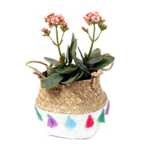 Kalanchoe - In Basket