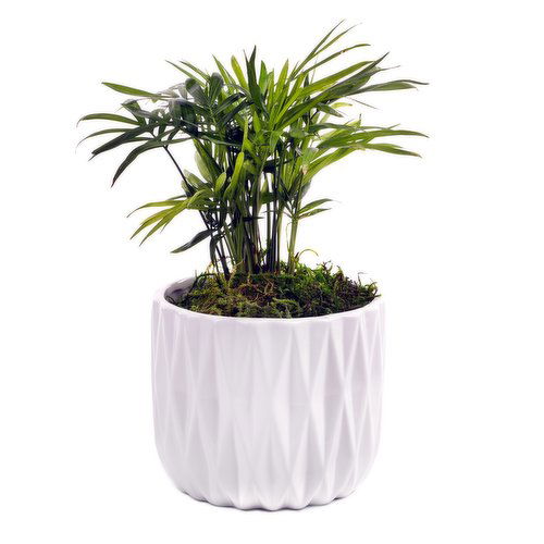 Planter - Neanthe Bella Palm With Moss