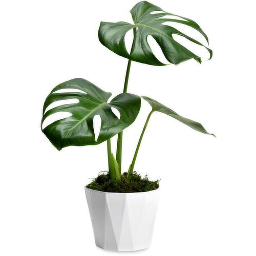 Monstera - In a Ceramic Pot w/ Moss, 6in