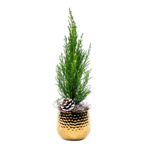 Golden - Cypress 4In