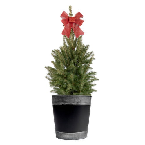Nordic - Conifer 10In