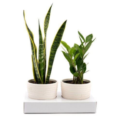 Sansevieria - In Ceramic