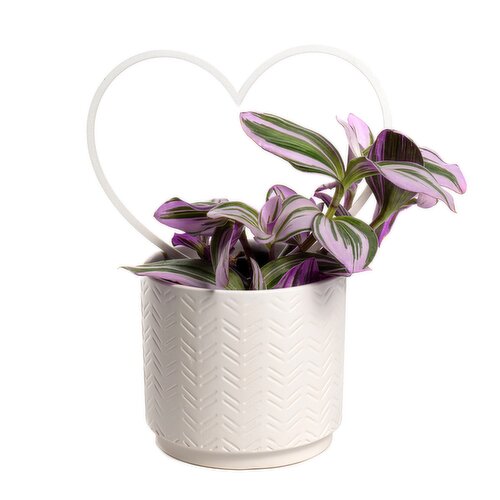 Van Belle Nursery - Tropical Plant In Heart Pot 5 Inch