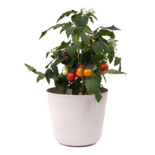 Van Belle Nursery - Kitchen Mini Veggies 6 Inch