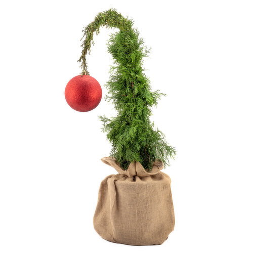 Tree - Gleeful