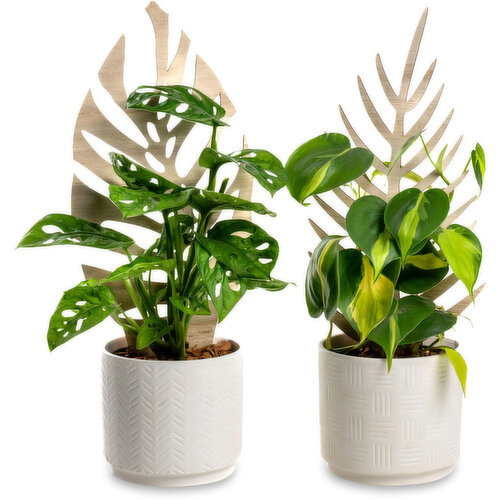Tropical Plant - Ceramic Pot With Trellis, 5 Inch