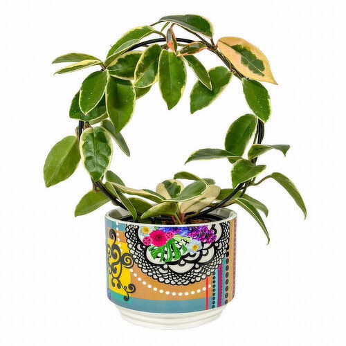 Tropical - Hoop 6 In