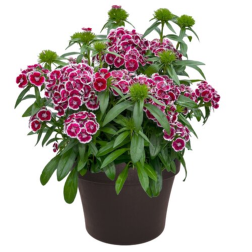 Save-On-Foods - Dianthus Dart