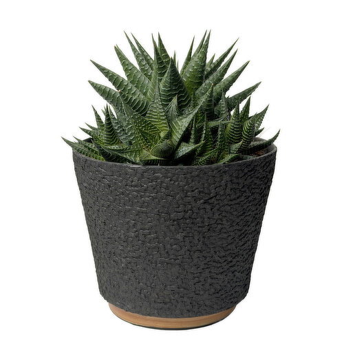 Potted Plants - Tropical In Eco Pot, 6in