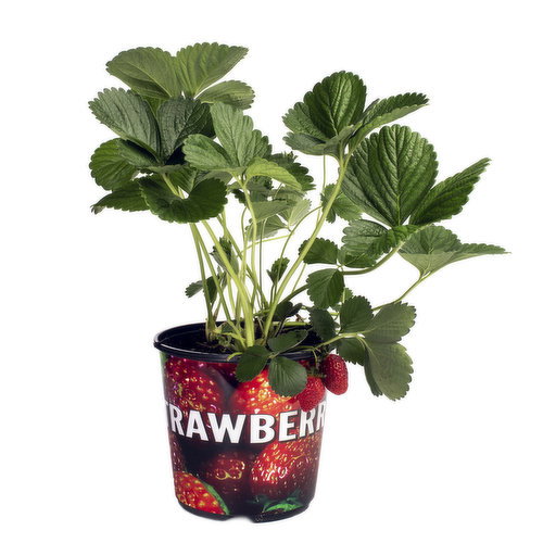 Fruit - Assorted 2 Gallon