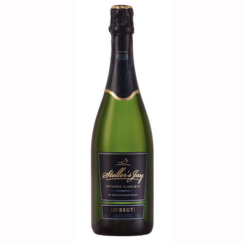 Stellers Jay - Mountain Jay Brut