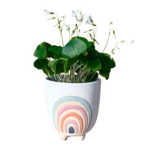 Shamrocks - With Over the Rainbow Planter