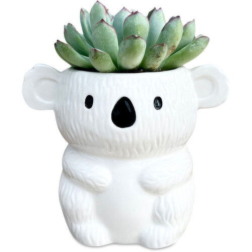 Potted Plants - Koala with Succulent 2 Inch