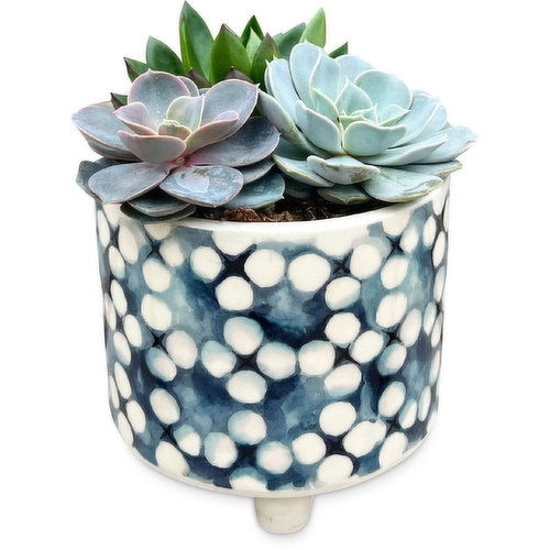 Succulent - Garden In Blue Patterned Ceramic pot