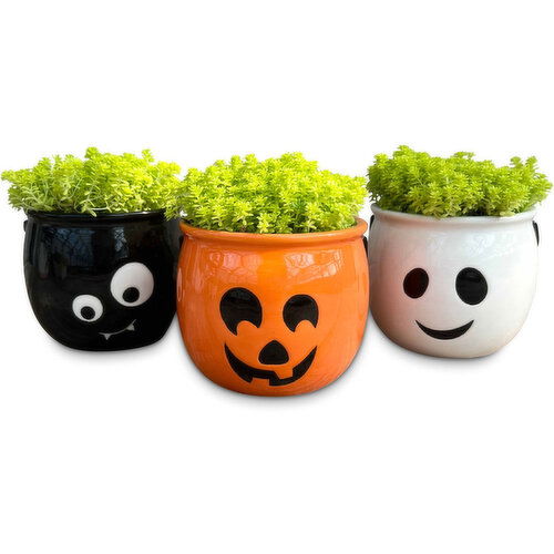 Halloween - Cauldron with Sedum Potted Plant 4 Inch