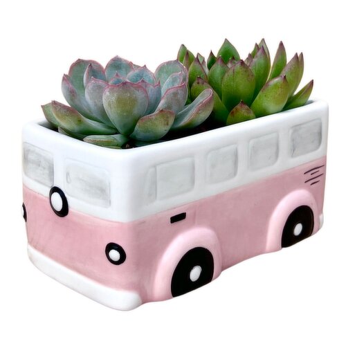 Succulents - Ceramic Bus Pot 5 Inch