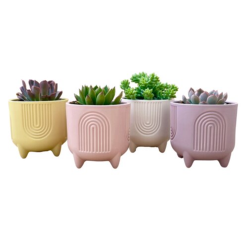 Save-On-Foods - Succulents In Urban Rainbow 4 Inch