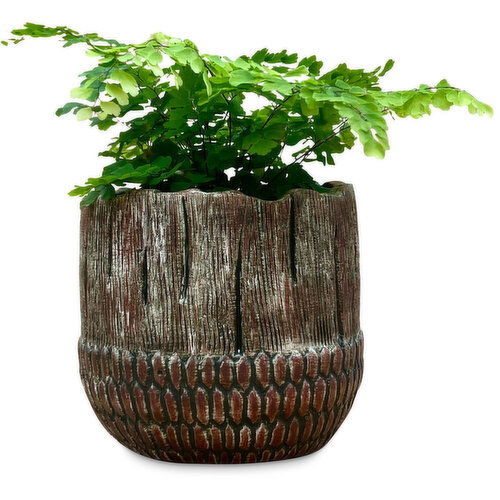 Potted Plants - Acorn with Ferns 4 Inch