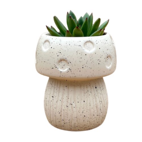 Potted Plants - Speckled Mushroom Succulents 2 Inch