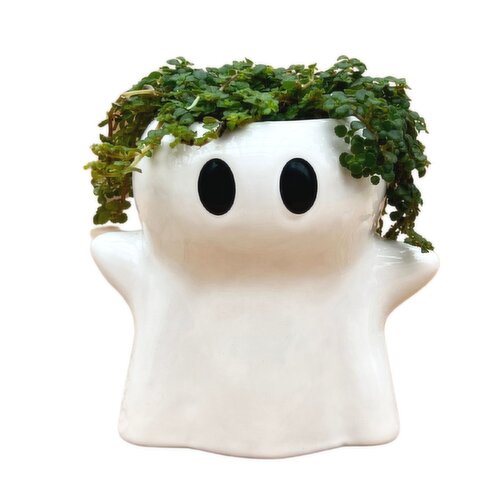 Lil Boo - Potted Plant - Trailing Tropical 2 Inch